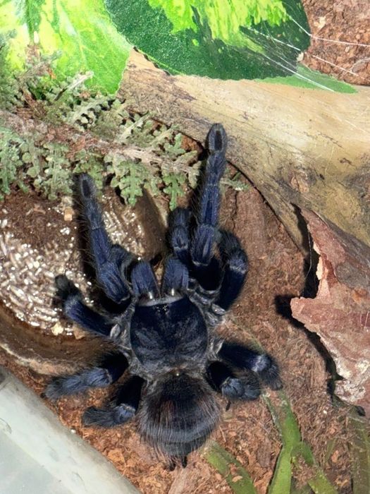 Pterinopelma Sazimai Samica 6,5DC