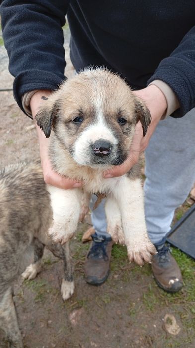 Rafeiros Alentejanos