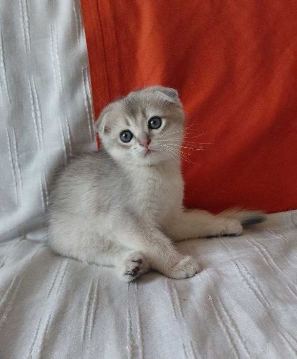 Шотландская золотая шиншилла (голубое золото)