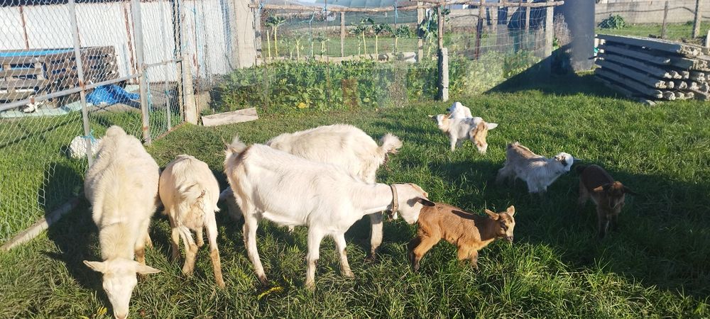 Vendo cabras  sem cornos