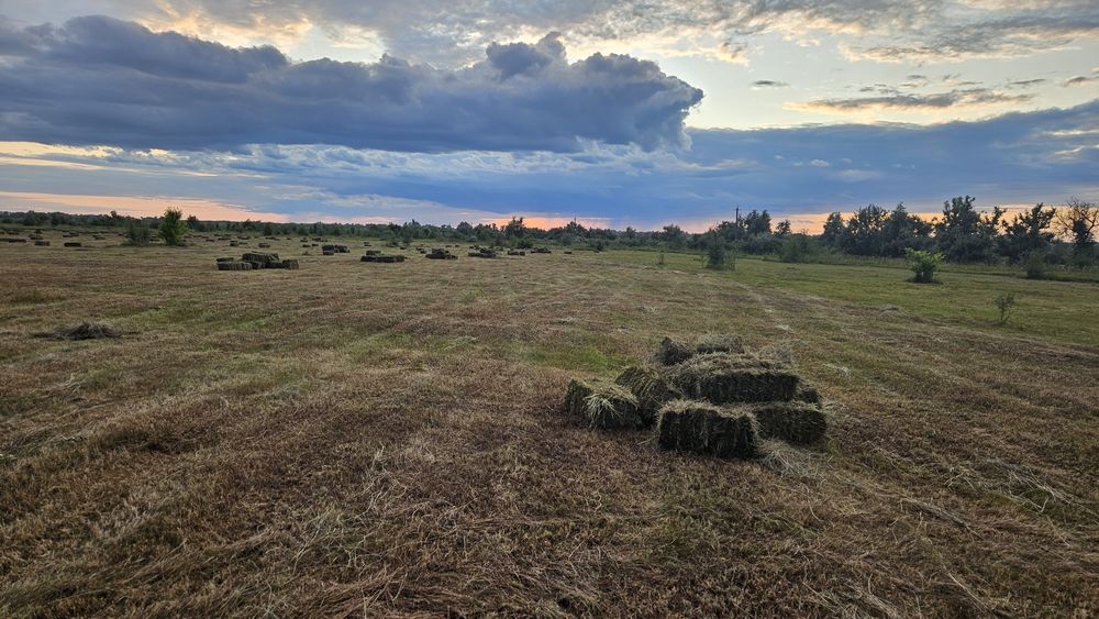 Сіно лугове укіс 2026 рік