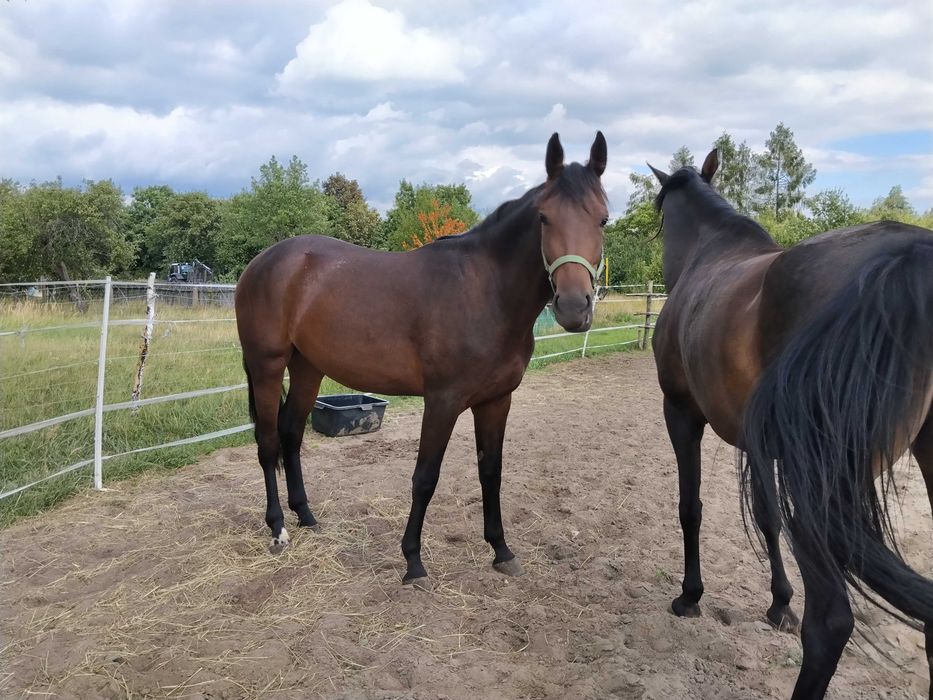 2 letnia klacz SP