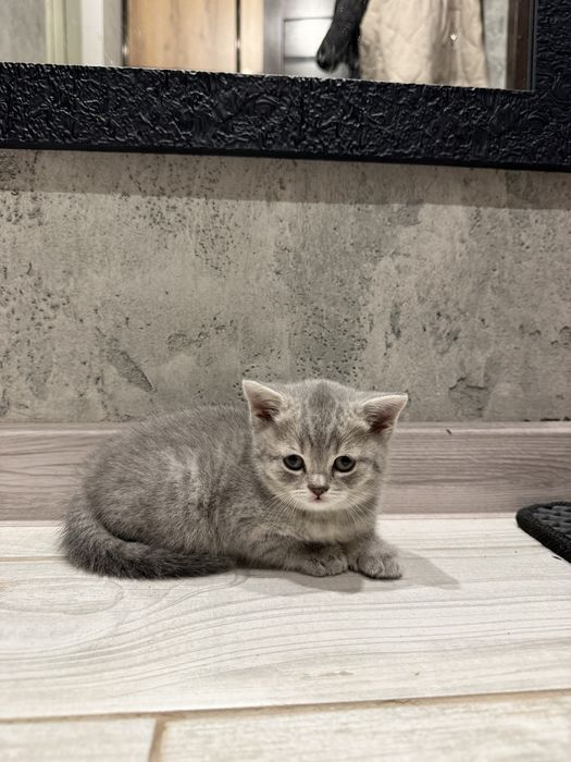 Кошенята весловухі