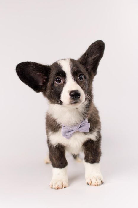 Szczeniak Welsh Corgi Cardigan – pręgowana dziewczynka