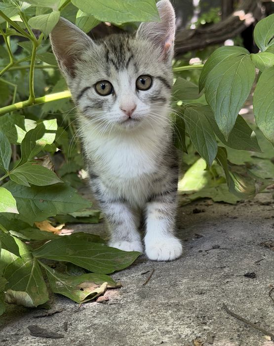 Кошеня, дівчинка