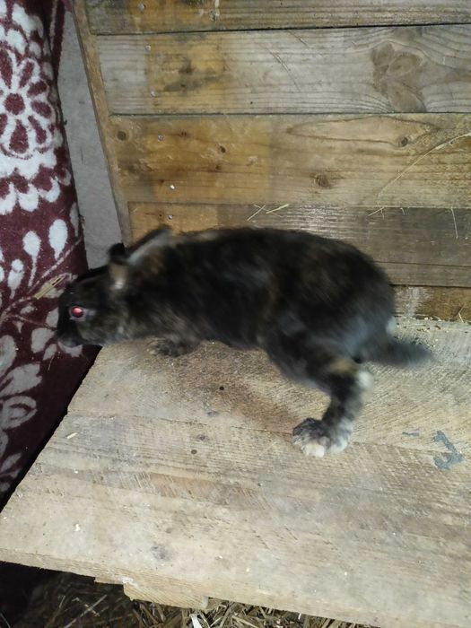 Rex trójbarwny samce