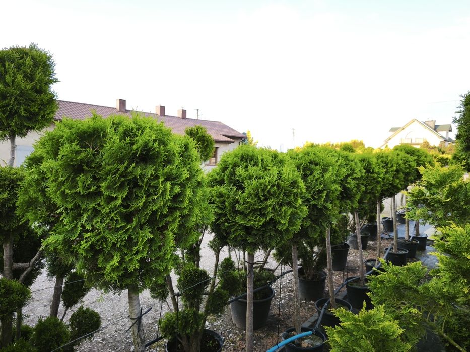 Bonsai tuja szmaragd formowana w kulę