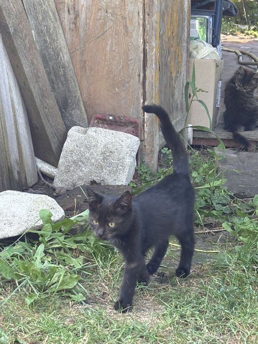 Котики бесплатно в хорошие руки, ласковые