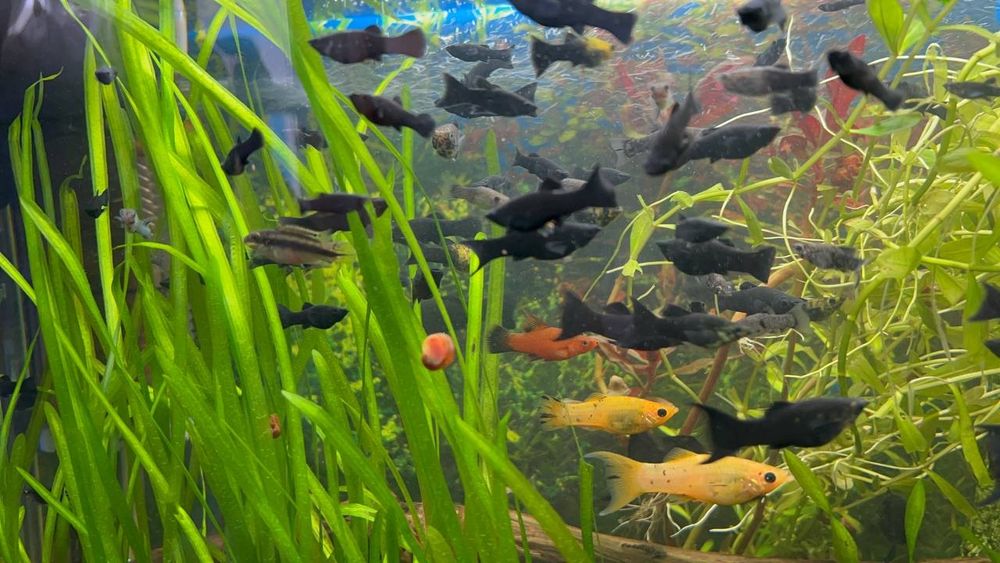 Продаж молінезії не дорого