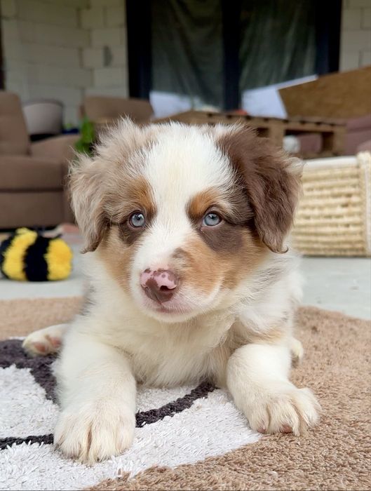 Szczeniak border collie red merle tricolor
