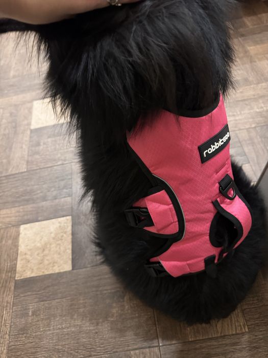 Шлея для великих порід