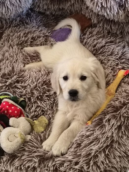 Golden Retriever szczeniak