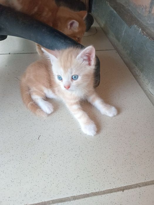 Руді кошенята на щастя, котеня