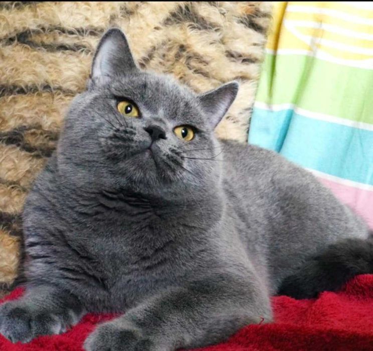Скотишстрайт мальчик плюшевый