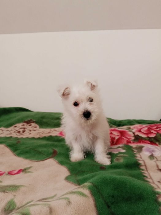 West White Terrier