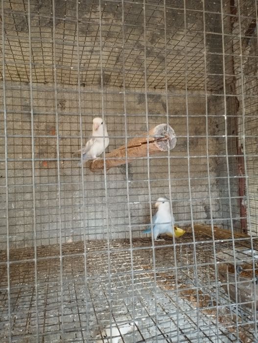 Agapórnis para ceder