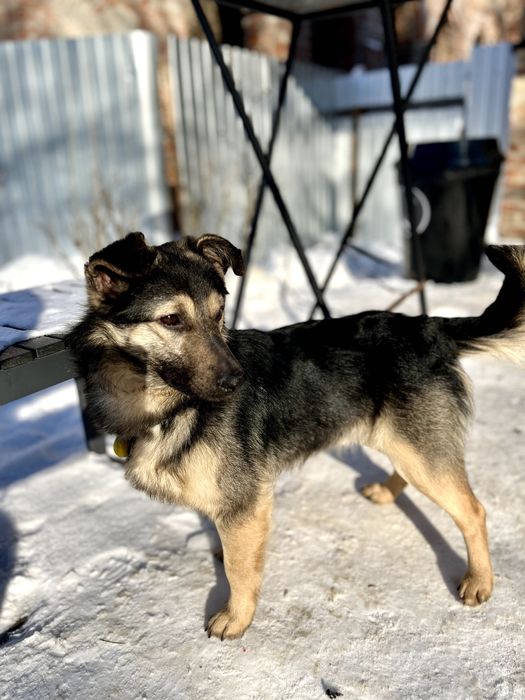 Максік - чудовий хлопчик (1 рік, кастрований, повністю вакцинований)