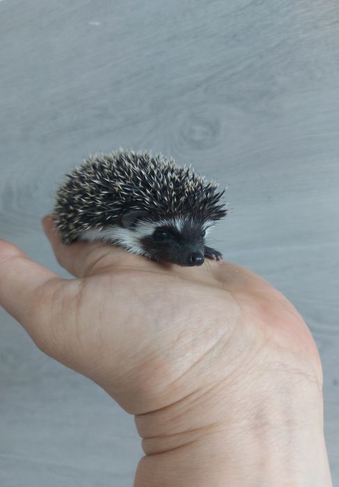 Jeż Jeżyki Jeżolki Jeż Pigmejski Jeż Afrykański DOWÓZ
