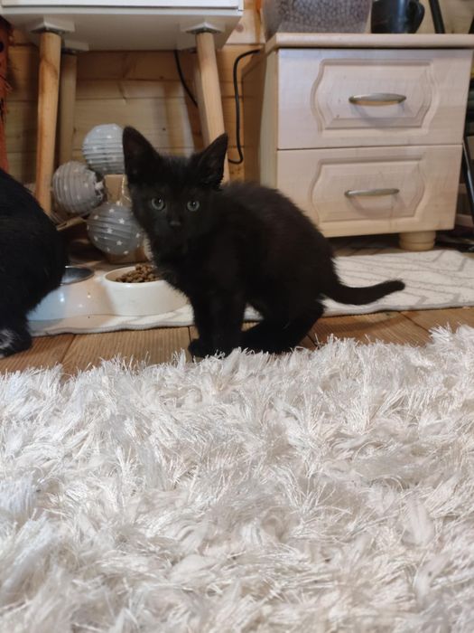 Asia i Basia ,kocięta ,proszą o domy.