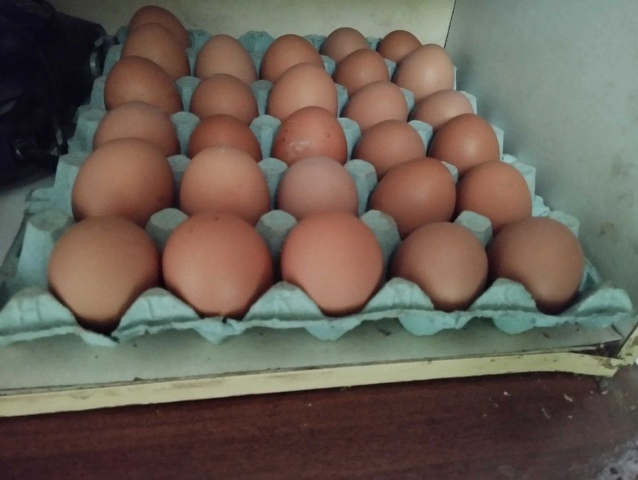 Ovos de galinhas caseiros