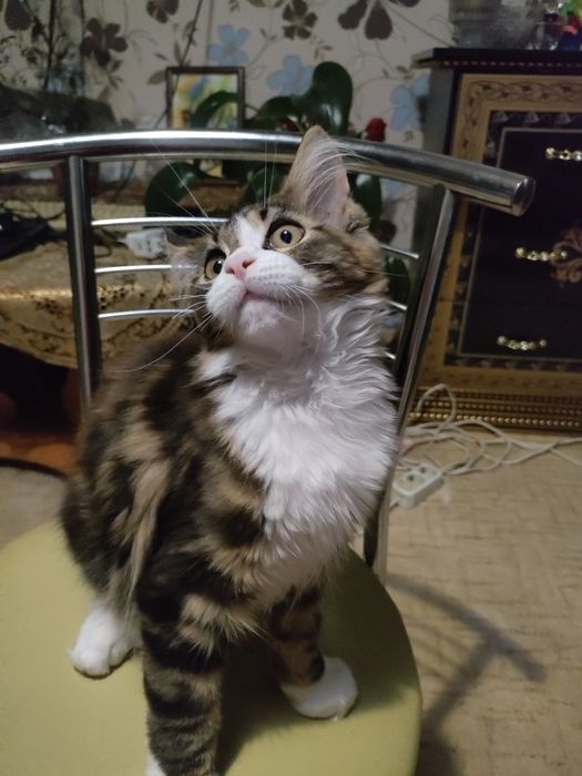 Мейн кун милашка