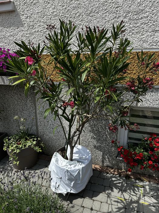 Oleander 3-letni kolor pełny różowy
