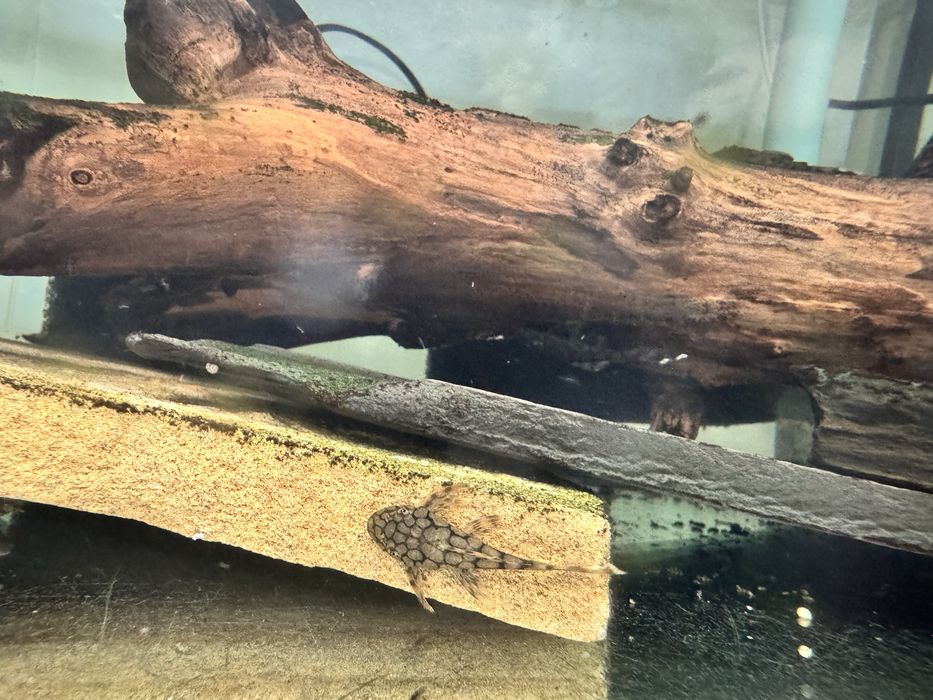 Анциструс Л519 кефнері (Ancistrus L519) від Plecoceramics