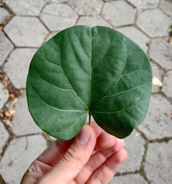 Cercis siliquastrum – judaszowiec wschodni – 5 nasion