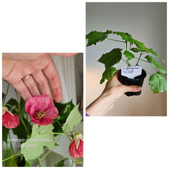 Абутілон, колеус, пахістахіс.