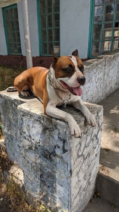 Вязка собак