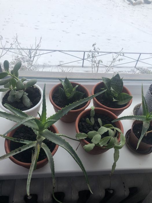 Кімнатні рослини