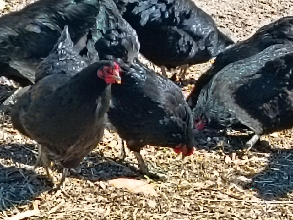Galinhas E galos jersey gigante para venda