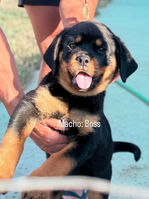 Rottweiler com LOP – Excelente Linhagem