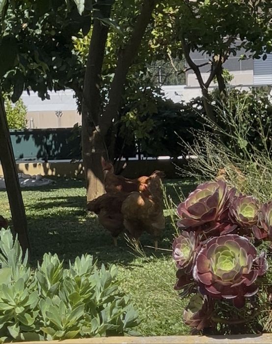 Frangos cazeiros criados ao ar livre