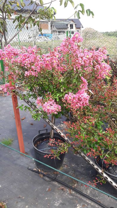 Krzewy lagerstroemii w doniczkach 30l