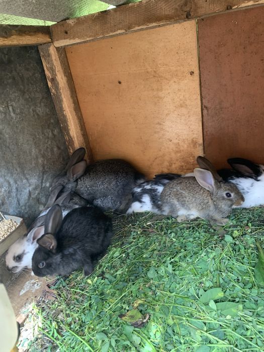 Молодняк кроликів різних порід від 1,5,2,5,3 місяців є самочки,і самці