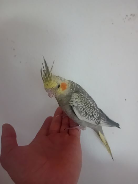 Caturras criadas a mão/domesticadas