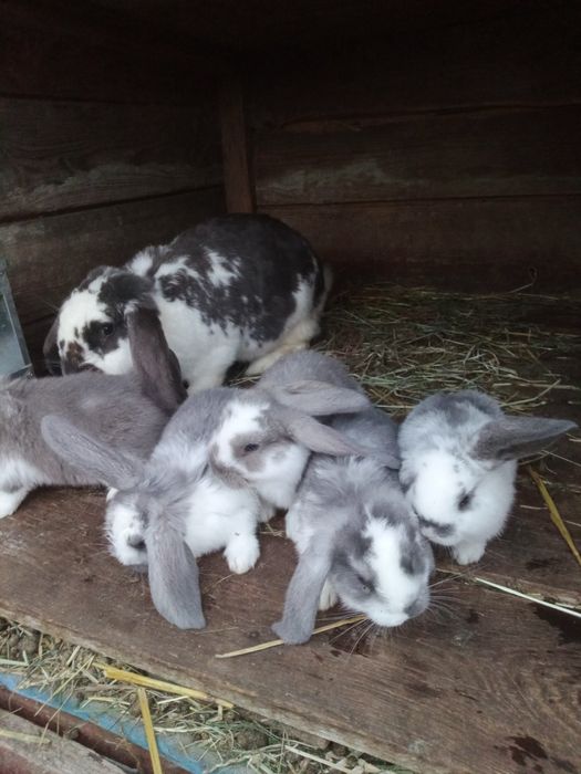 Baran barany francuskie króliki