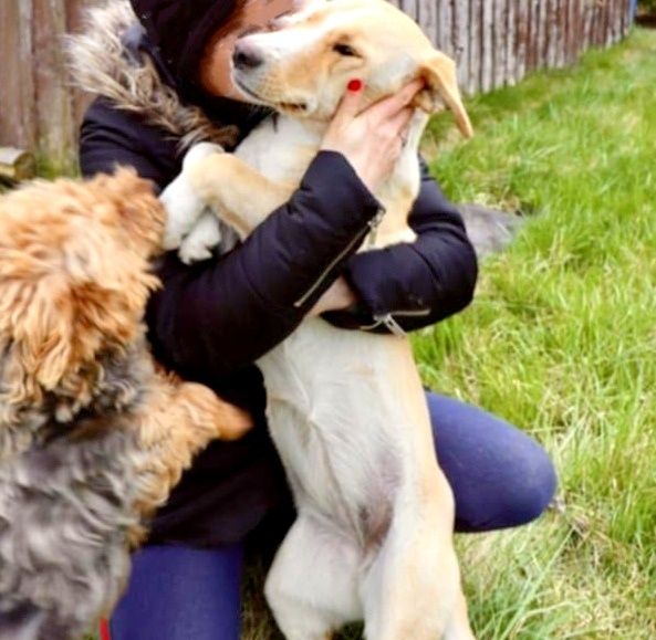 Roczna, piękna, biszkoptowa sunia do adopcji