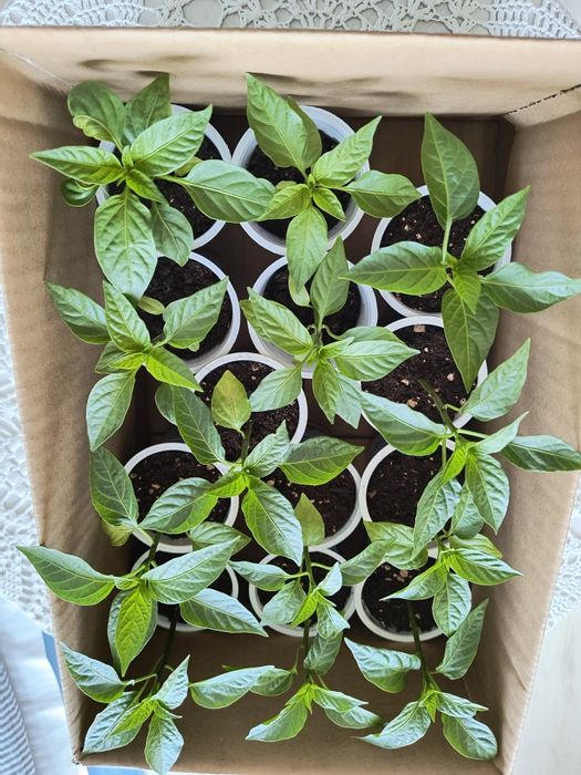 Zestaw 40 sadzonek papryki i pomidorów