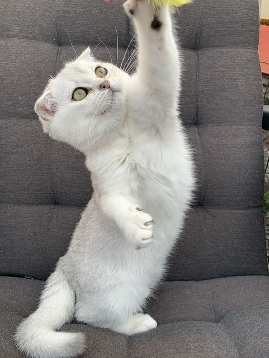 Просто ніжність а не котик !