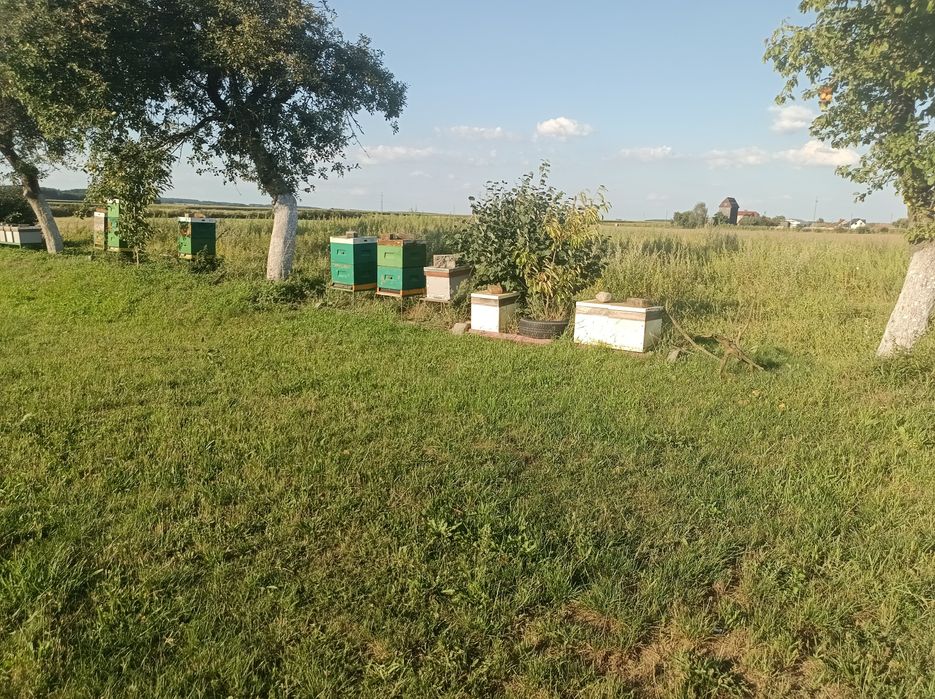 Ule wielkopolskie 19 szt uli cały osprzęt