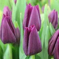 Тюльпани до свята