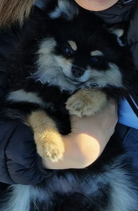 Spitz Alemão Anão macho disponível para cruzar
