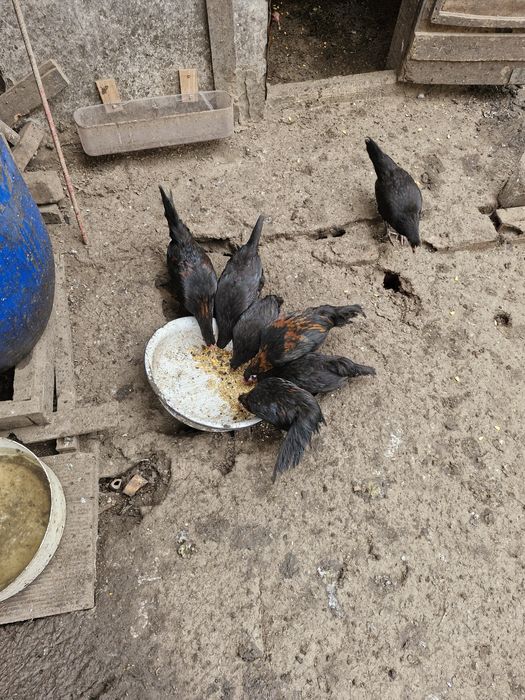 Patos mudos, garnizos, galinhas e galos sussex