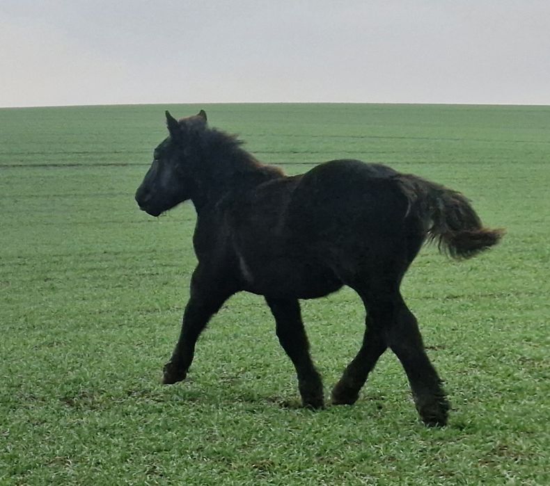 Ogier zimnokrwisty sztumski