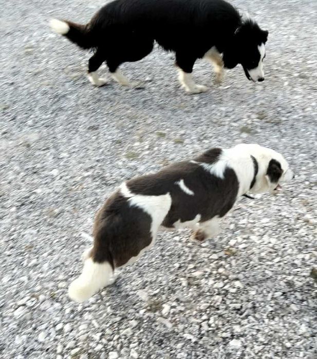 Cachorrinha border collie com olho azul