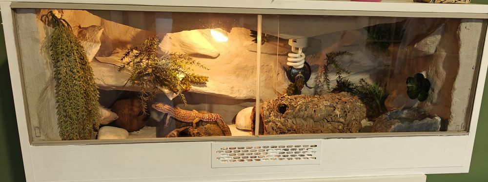 Terrarium z wyposażeniem i 3 gekony lamparcie