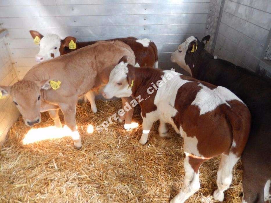 Cielaki cielęta byczki mięsne jałówki byki jałoszki sprzedaż cieląt