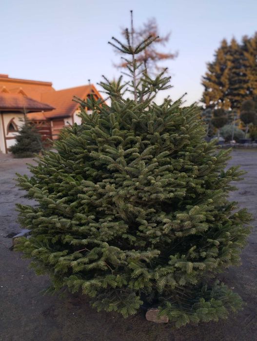 Jodła Choinki Świerki Szkółka  Swarzędz-Zalasewo Mokra 6